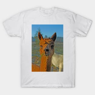 Alpaca T-Shirt